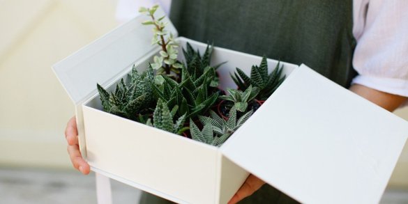 Plants in a Box | Plant Delivery Gold Coast | The Weekend Edition Gold Coast
