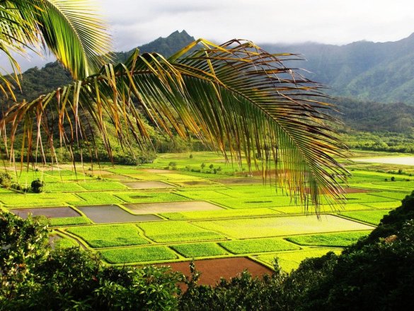 Building a Homestead in Hawaii