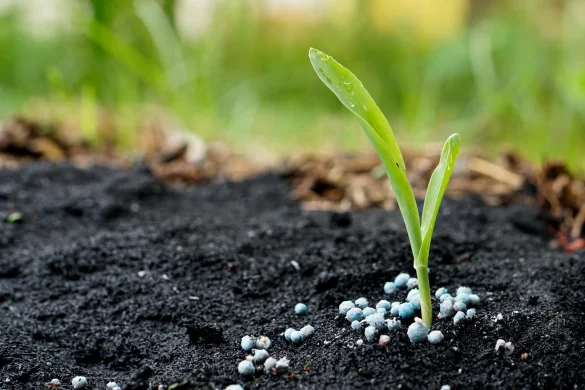 Different Types of Fertiliser for Your Garden