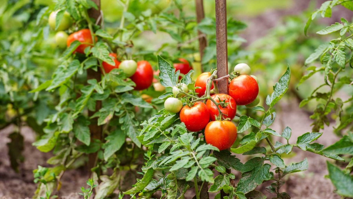 How to Grow Tomato Plants In Your Back Garden