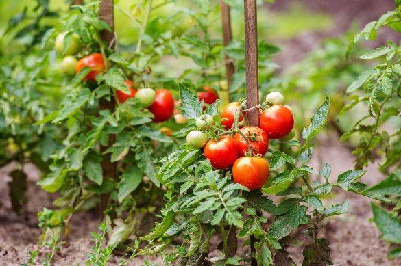 How to Grow Tomato Plants In Your Back Garden