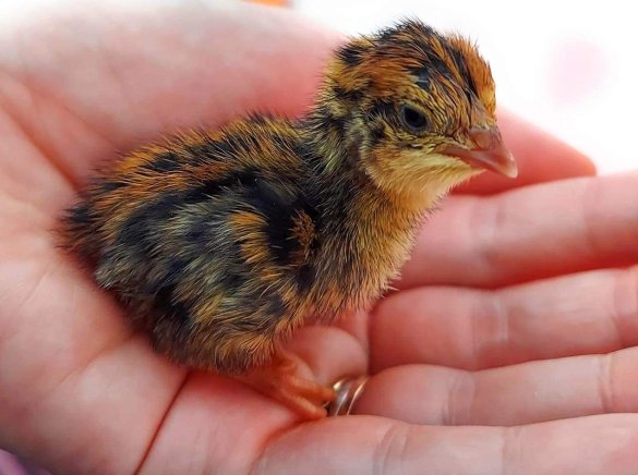 Quail Farming Essentials: Fertile Coturnix Quail Eggs