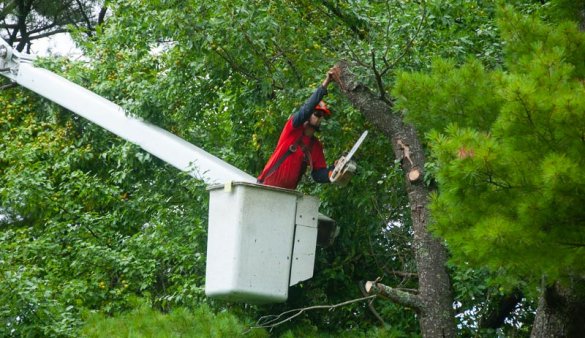 DIY Tree Removal Tips