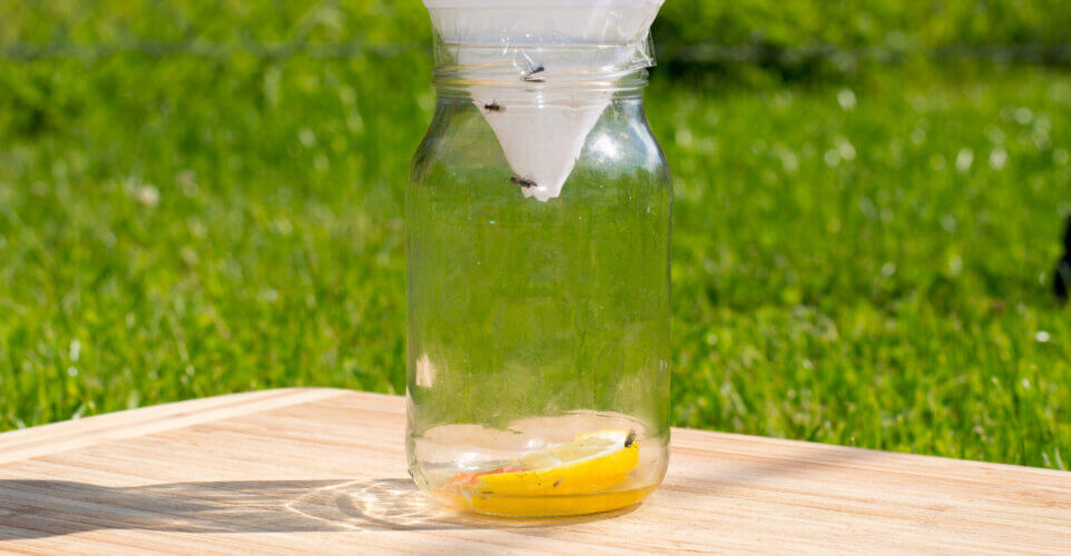 Use a Natural Fly Trap