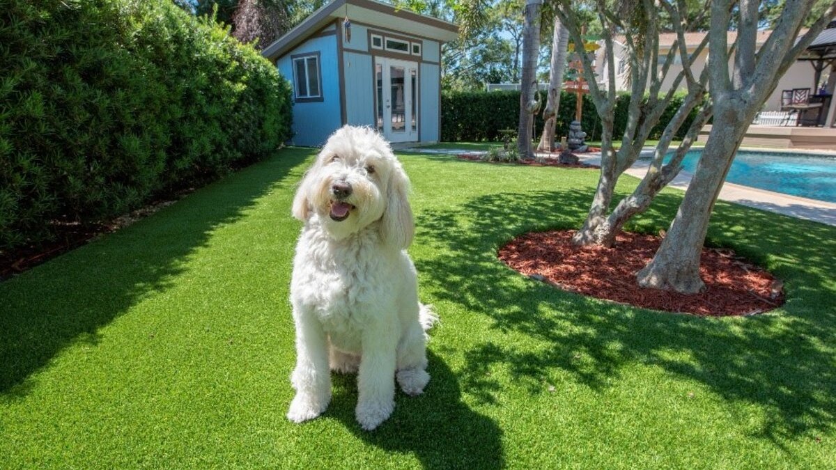 Is Artificial Grass Safe for Pets? What Every Pet Owner Should Know