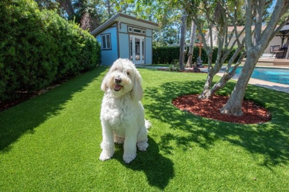 Is Artificial Grass Safe for Pets? What Every Pet Owner Should Know