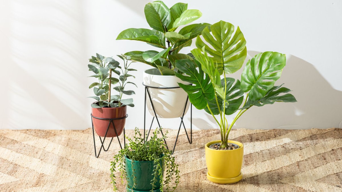 How to Choose the Right Plant for Every Room in Your Home