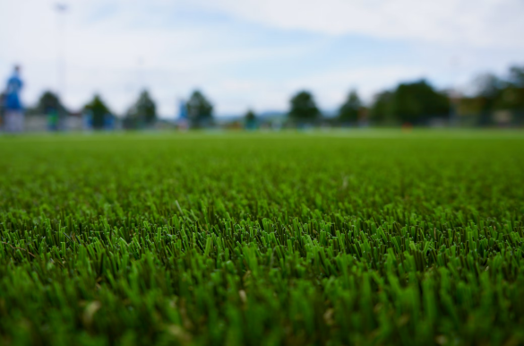 What are the Pros and Cons of Sir Grange Zoysia?