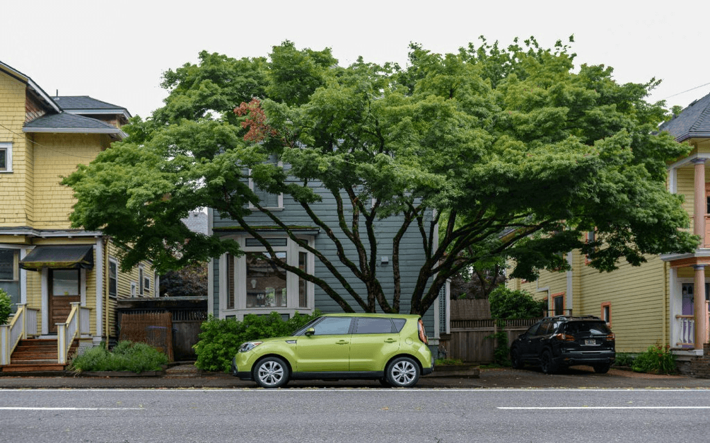 Equity and Environmental Justice Are Now Part of the Tree Equation