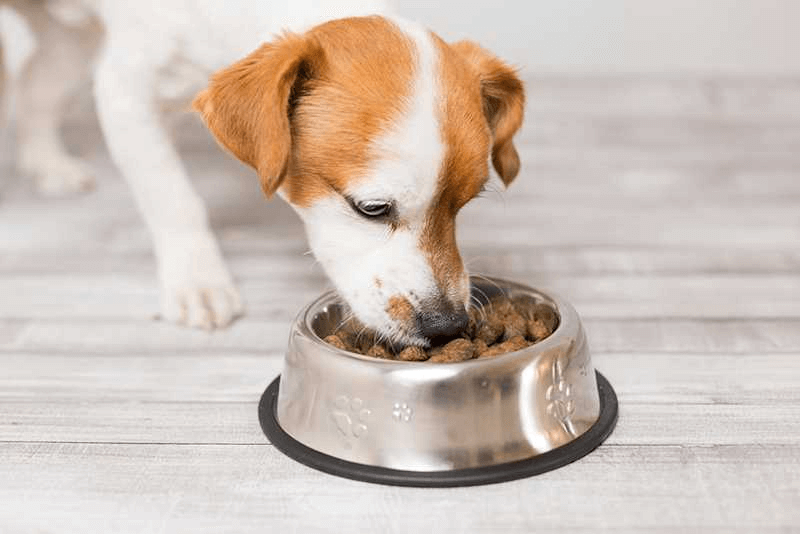 How Pet Nutrition Shapes the Wellbeing of Our Furry Friends
