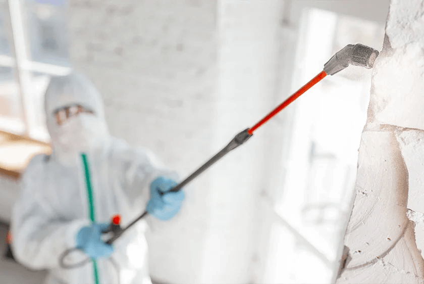 Pest Control in the Initial Stages of Renovation
