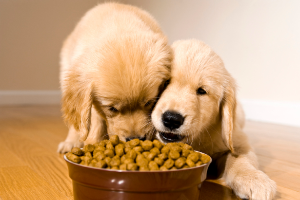 Why Ingredients Matter: Filling The Bowl With Health