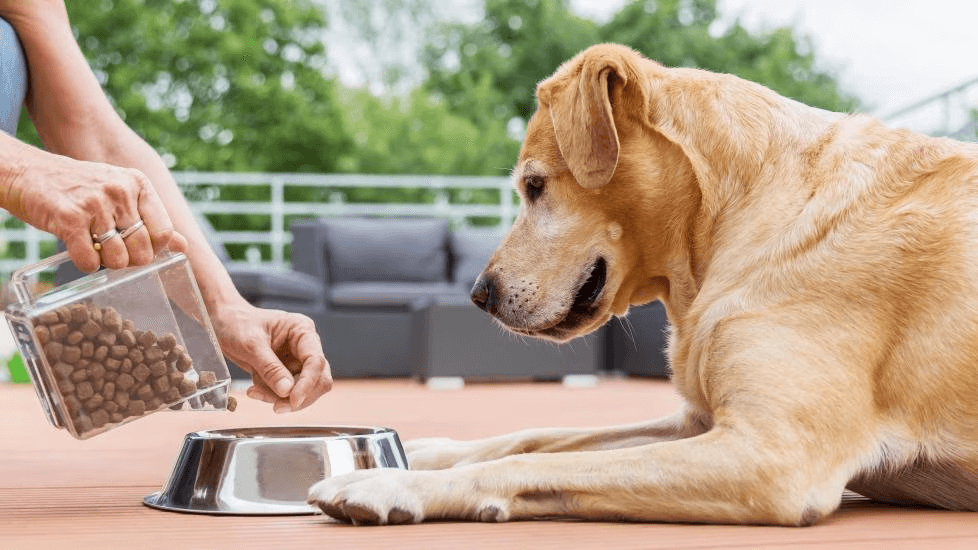 Food Allergies & Sensitivities In Pets