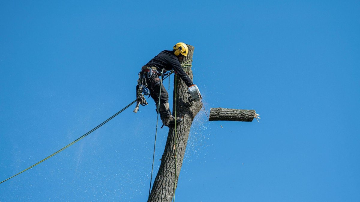 Green Cities Start at the Roots: How Madison Is Rethinking Tree Removal and Urban Forestry