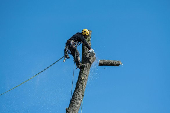 Green Cities Start at the Roots: How Madison Is Rethinking Tree Removal and Urban Forestry