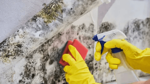 Emergency Mold Remediation: A Complete Guide to Fast, Professional Mold Removal